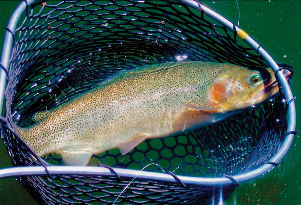 Trout caught in the Rio Grande (photo by Rio Grande Anlers)