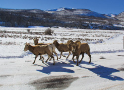 BobSeago BigHornSheepIMG 7086Cropped