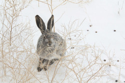 BobSeago RabbitIMG 7339 BobSeago RabbitIMG 7339